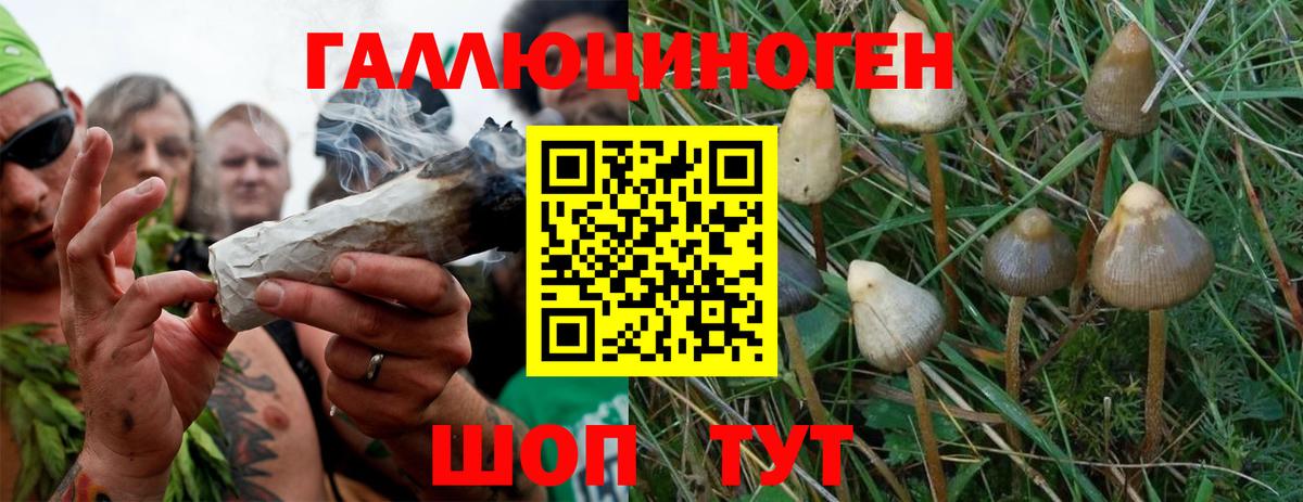 Псилоцибиновые грибы Psilocybe Ржев